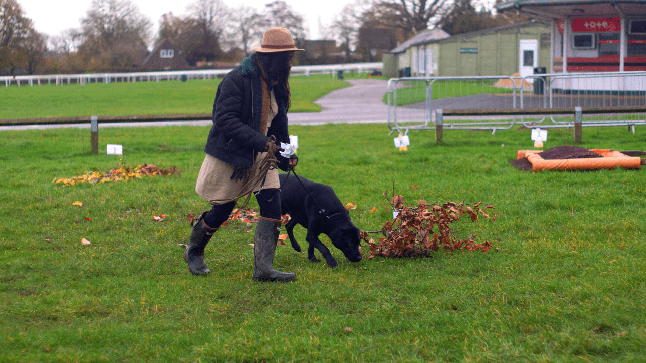 Truffle judging at the UK Truffle Dog Championships