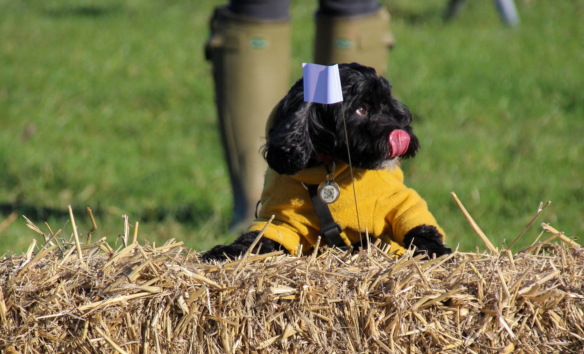 Have a Go Truffle Hunting